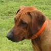 Rescue Dog